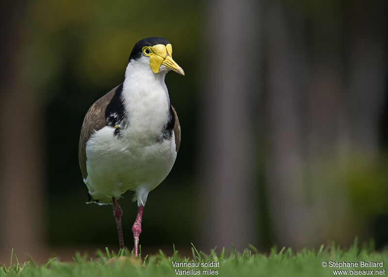 Masked Lapwingadult