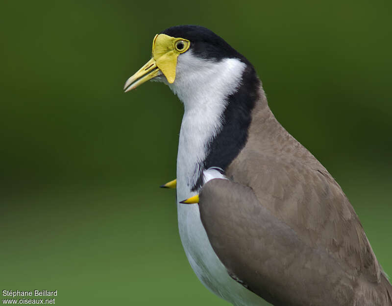 Masked Lapwingadult, close-up portrait