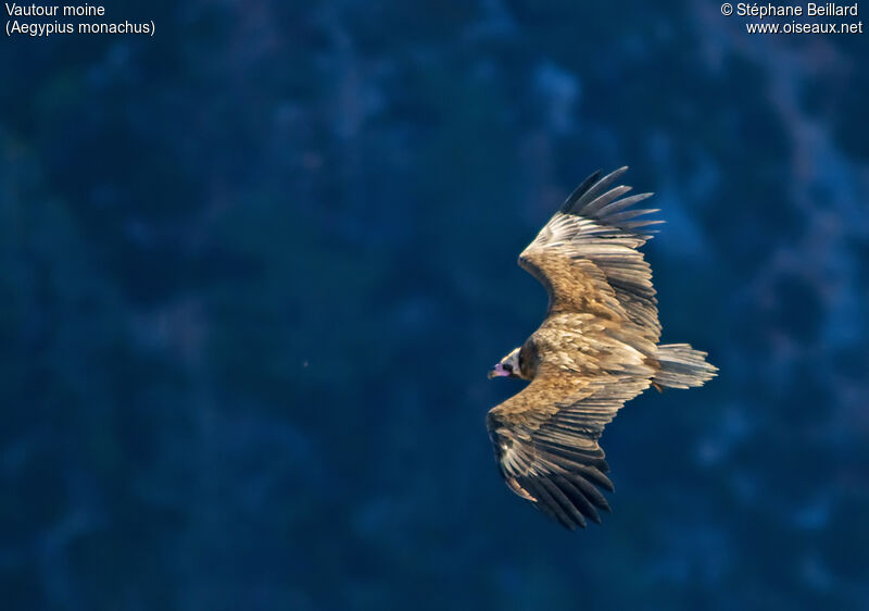 Cinereous Vulture