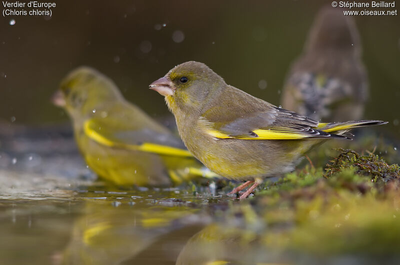 European Greenfinch