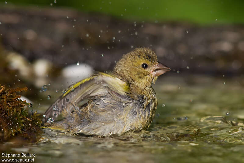 European Greenfinch, care