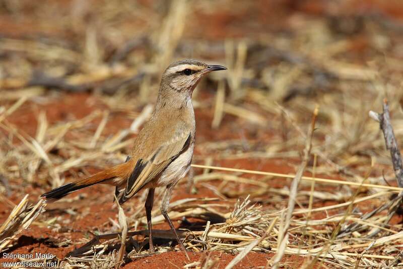 Kalahari Scrub Robinadult, camouflage, pigmentation, walking