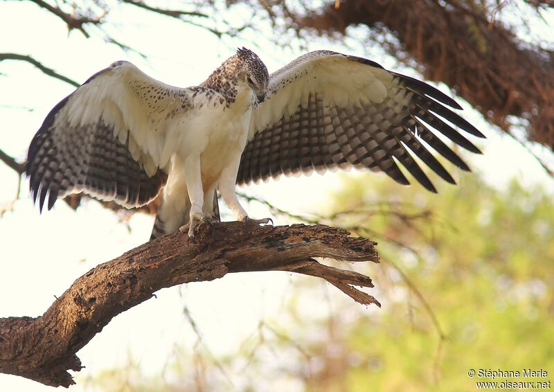 Martial Eagleimmature