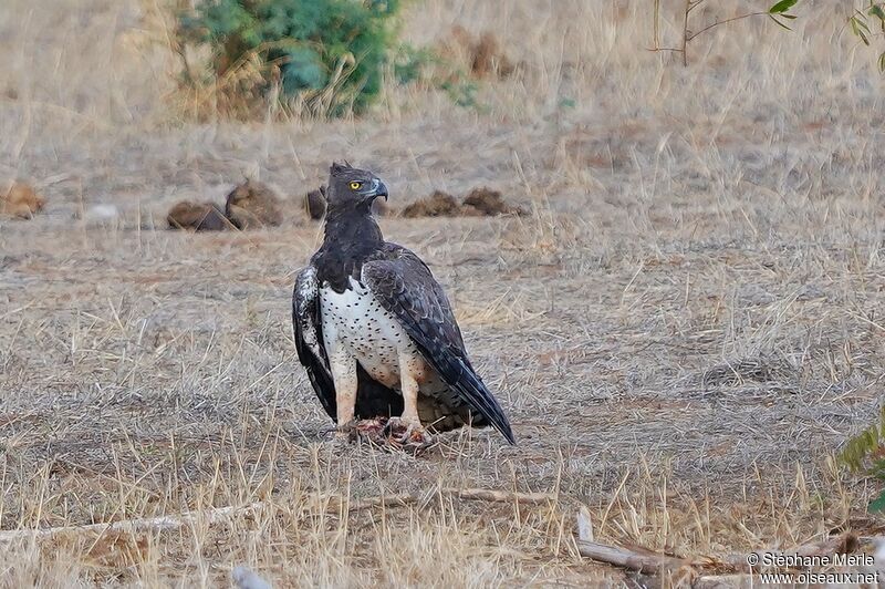 Aigle martialadulte