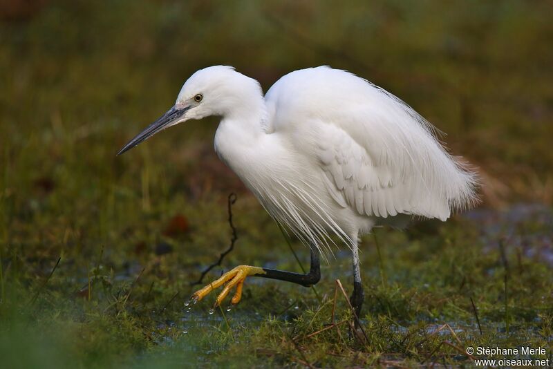 Aigrette garzetteadulte