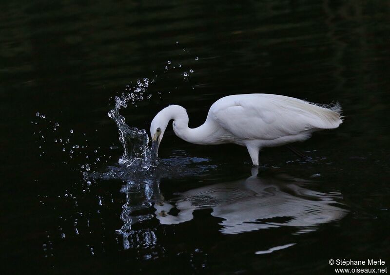 Aigrette garzette