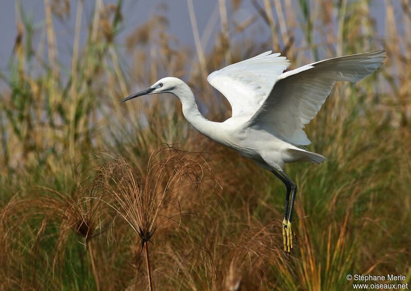 Aigrette garzette