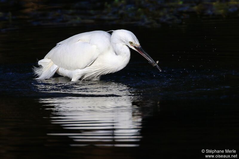 Aigrette garzetteadulte