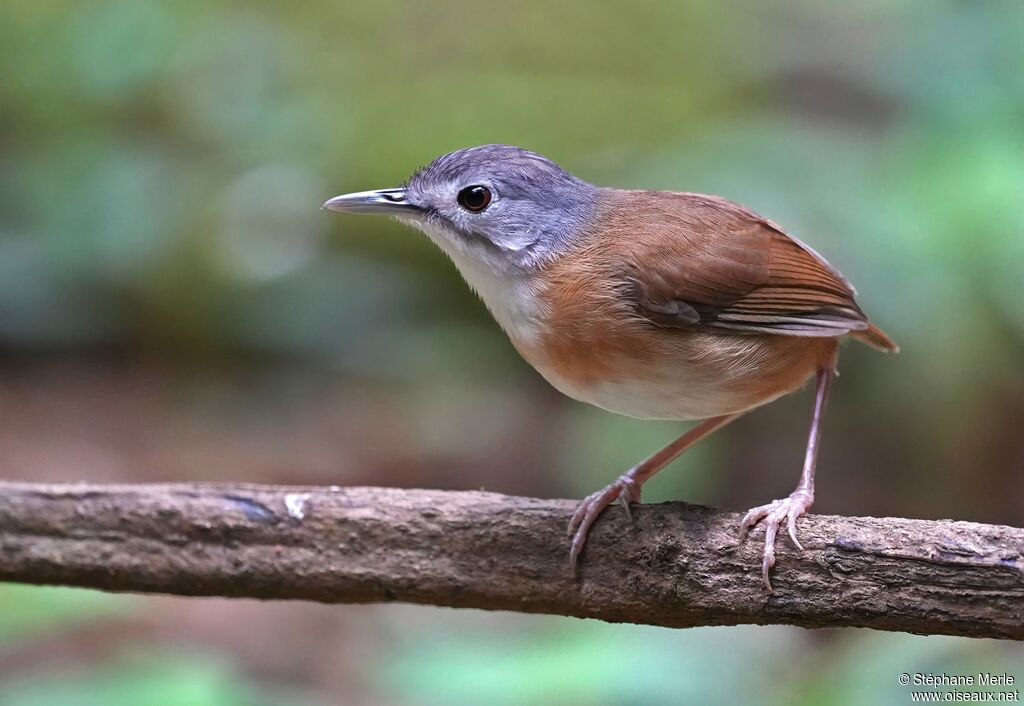 Akalat à tête cendréeadulte