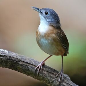 Akalat à tête cendrée