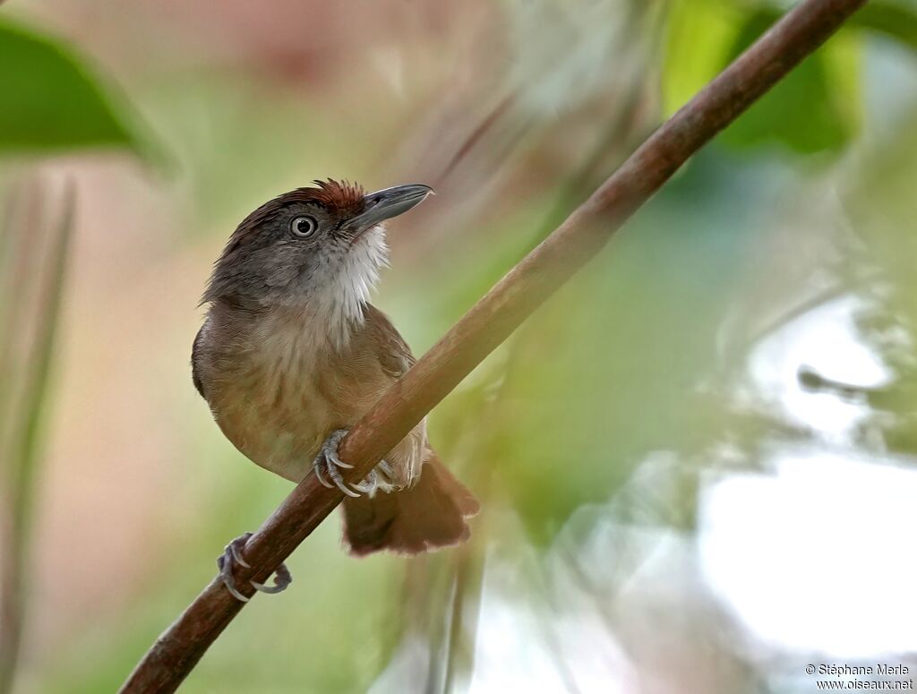 Akalat de Palawanadulte