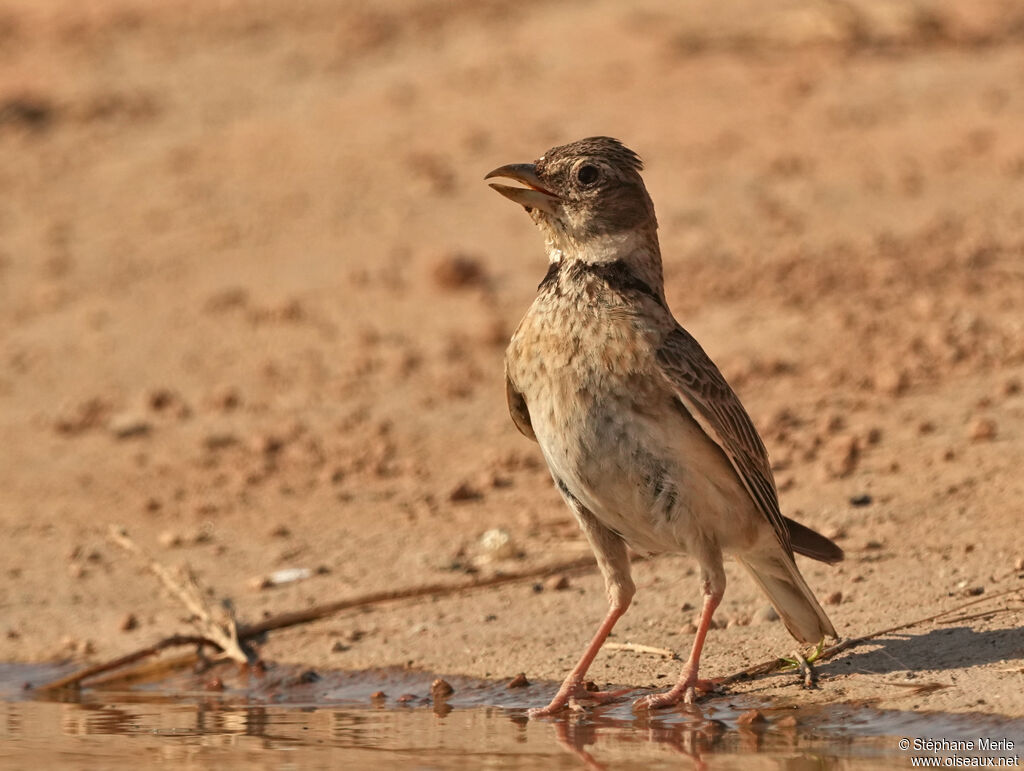 Calandra Larkadult