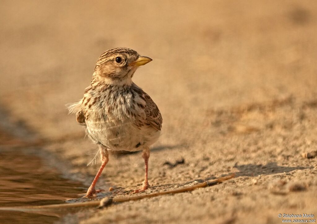 Greater Short-toed Larkadult