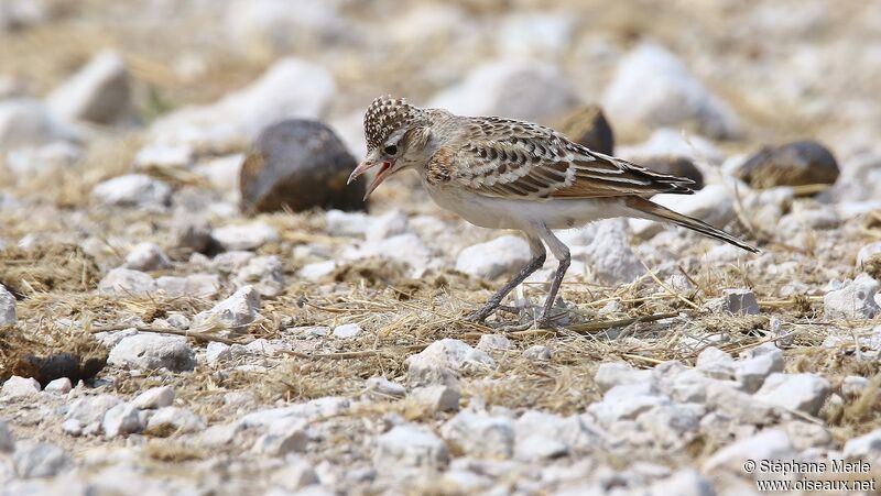 Red-capped Lark