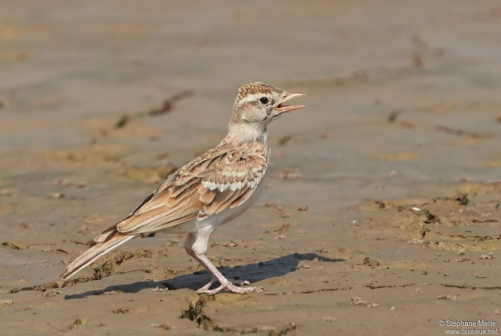 Woodlark