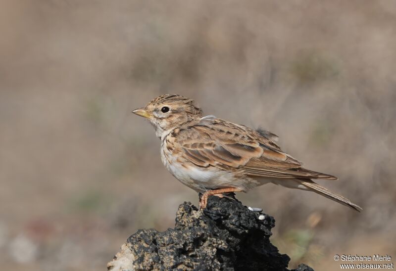 Mediterranean Short-toed Larkadult