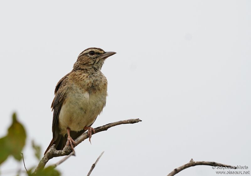 Sabota Larkadult