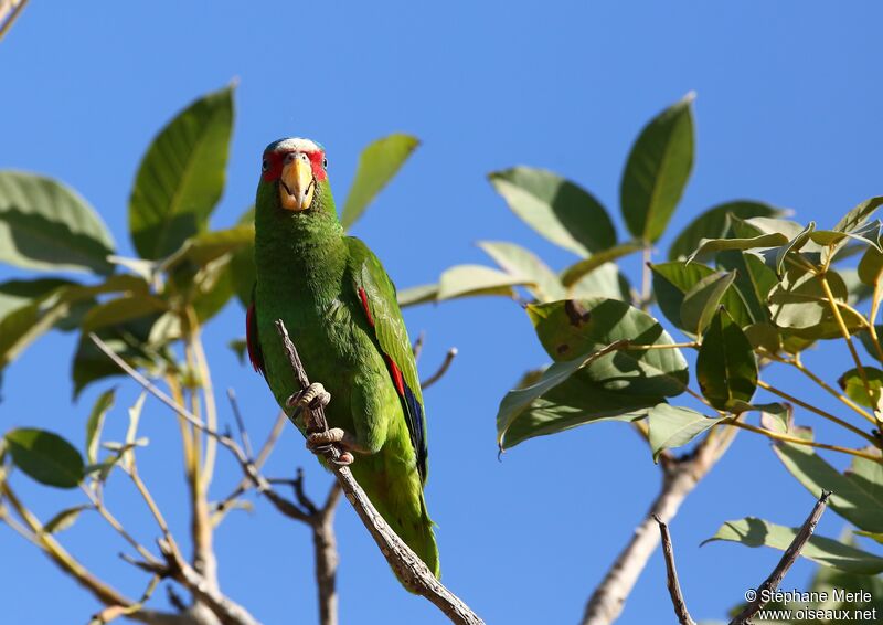 Amazone à front blancadulte