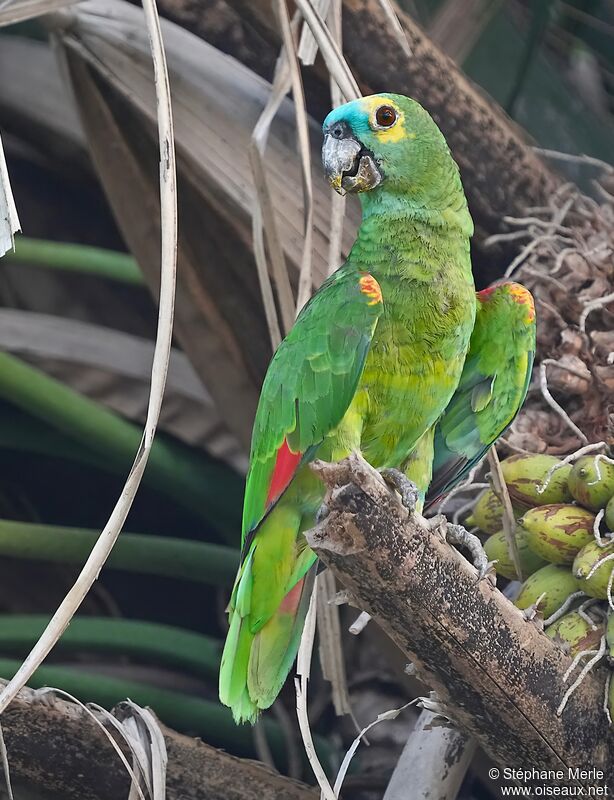 Turquoise-fronted Amazonadult