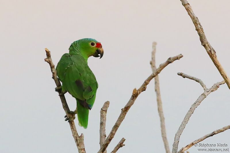 Amazone à lores rougesadulte