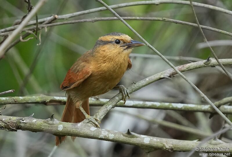 Buff-fronted Foliage-gleaneradult