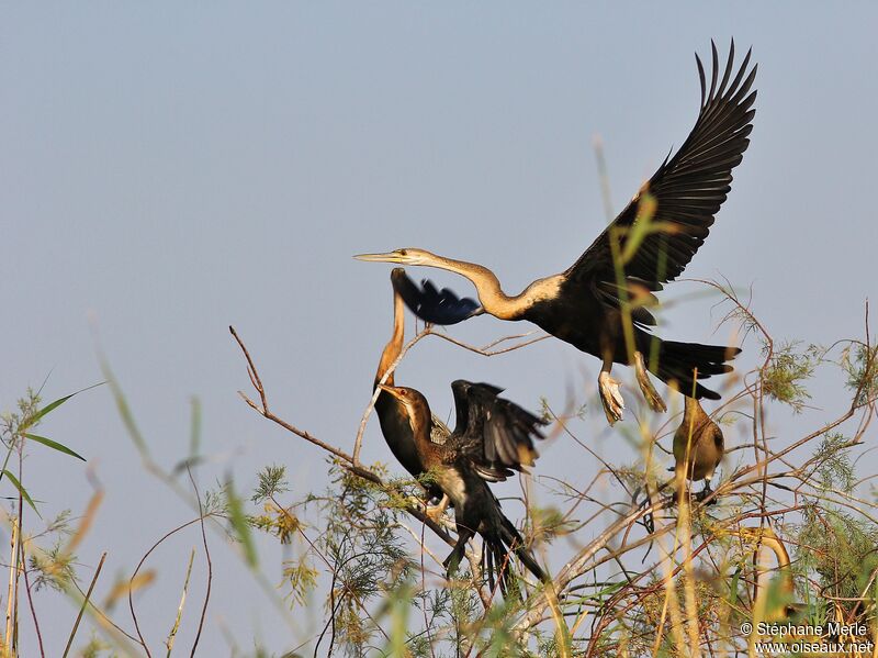 Anhinga d'Afriqueadulte