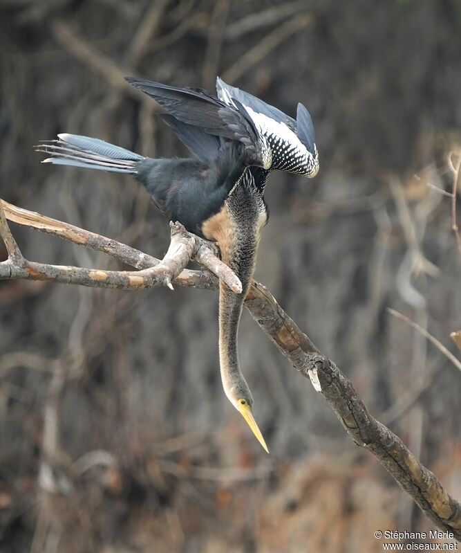 Anhinga male adult