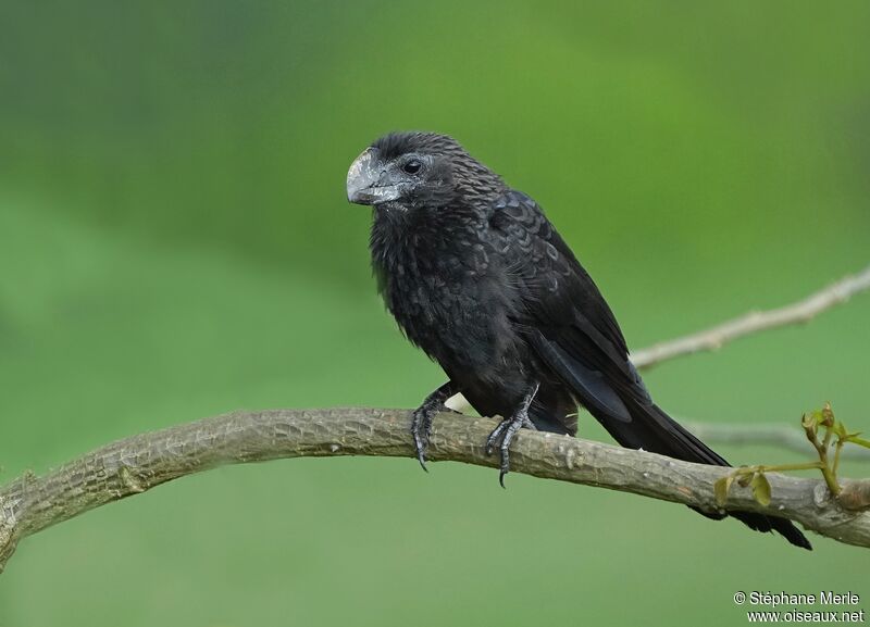 Smooth-billed Aniadult