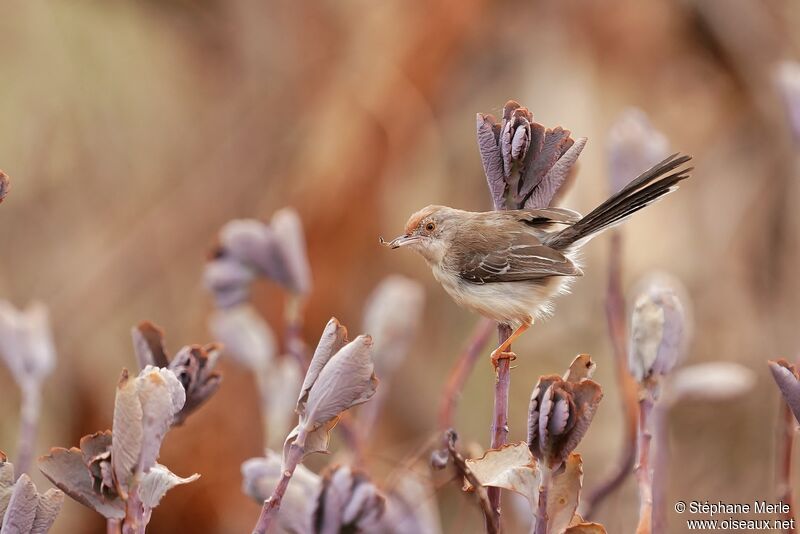 Red-fronted Priniaadult