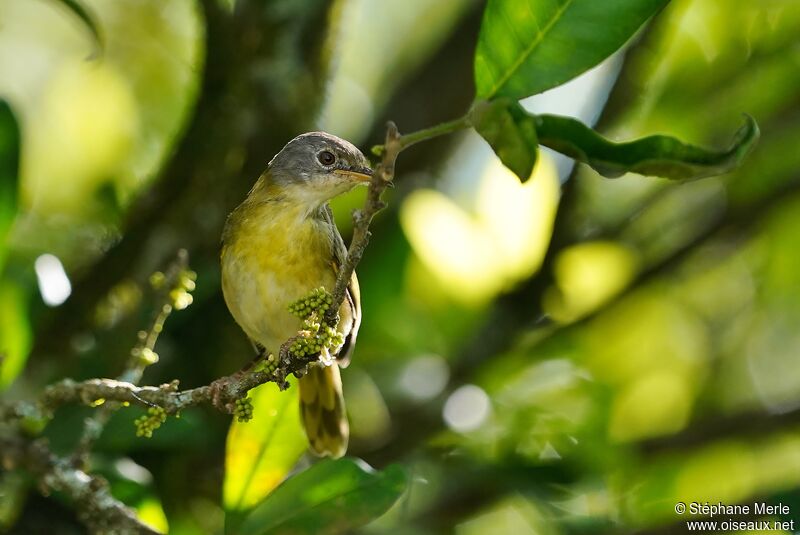 Apalis à gorge jaune