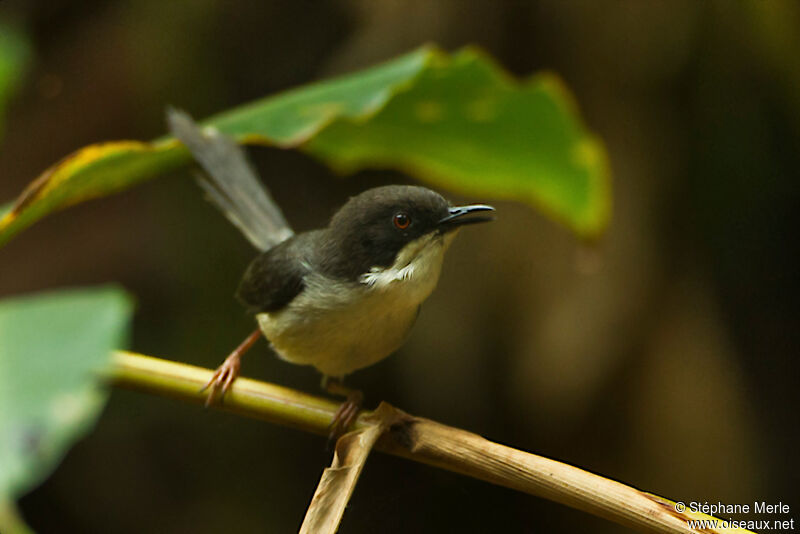 Apalis à tête noireadulte