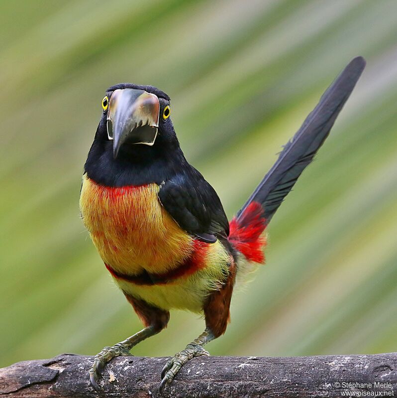 Collared Aracariadult