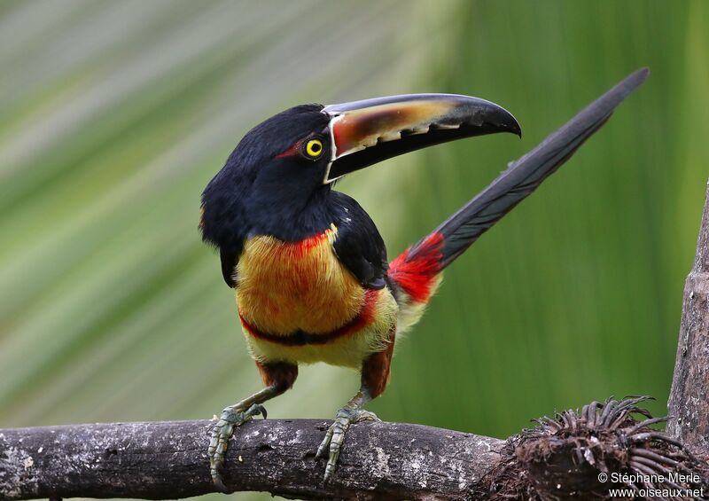 Collared Aracariadult