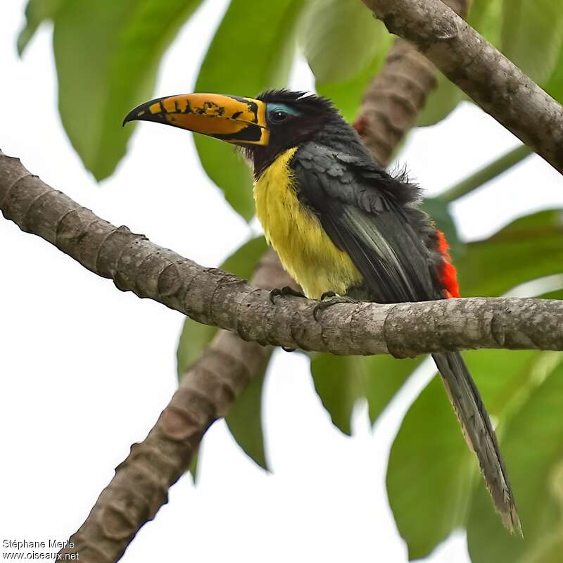 Araçari de Humboldtadulte, identification