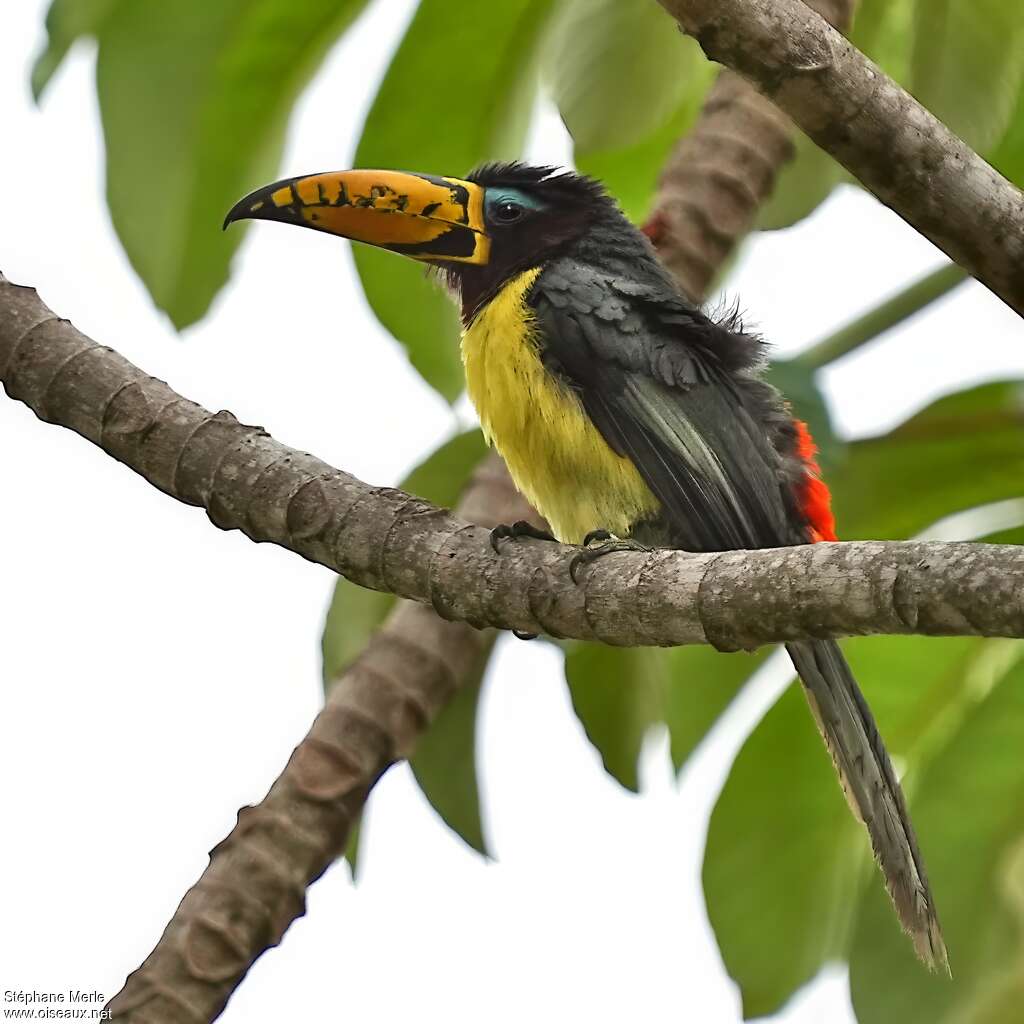 Araçari marqué