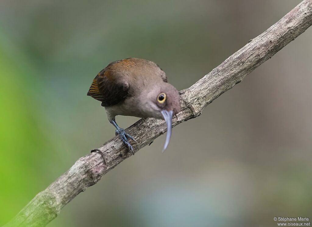 Arachnothère pâleadulte