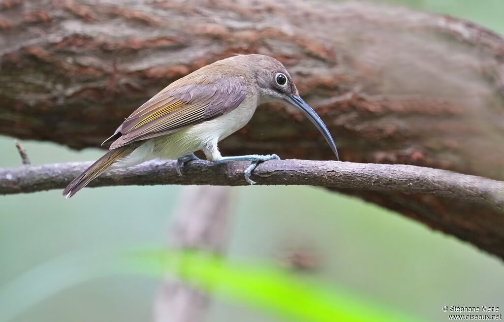 Arachnothère pâleadulte