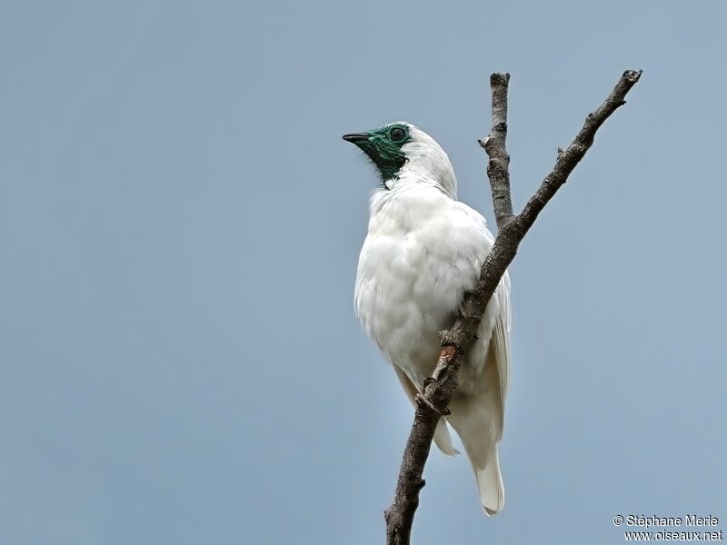 Bare-throated Bellbirdadult