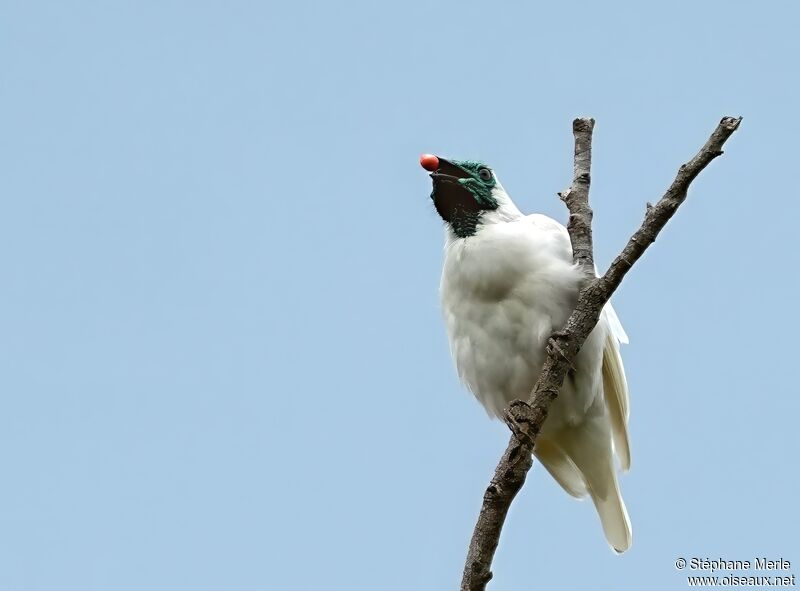 Bare-throated Bellbirdadult