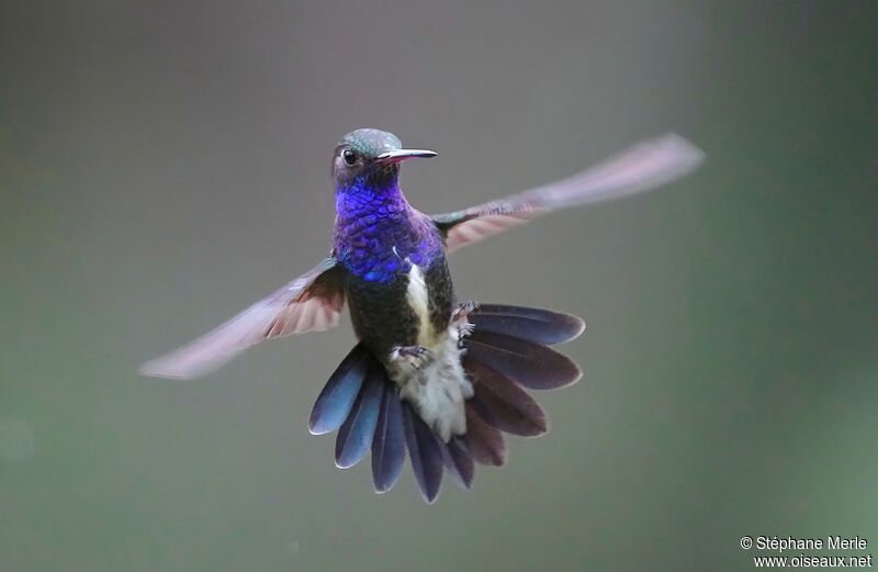 Sapphire-spangled Emerald male adult