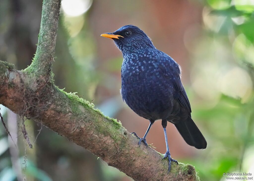 Arrenga siffleuradulte