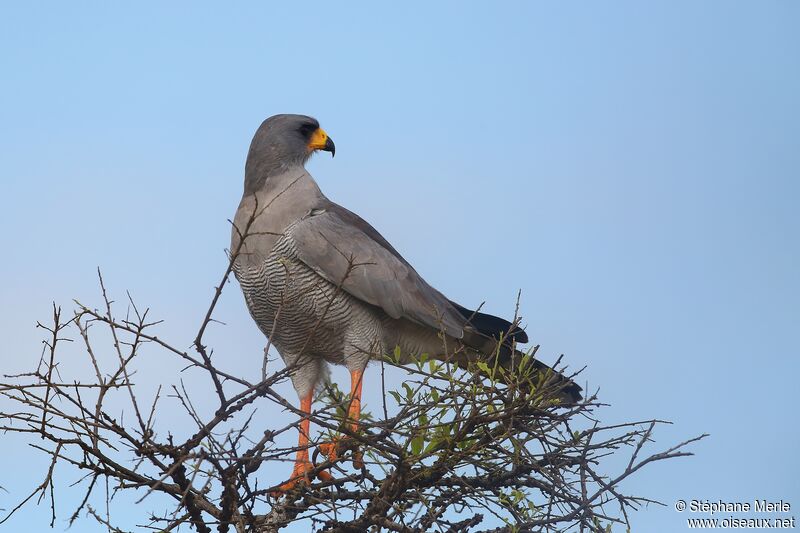 Eastern Chanting Goshawkadult