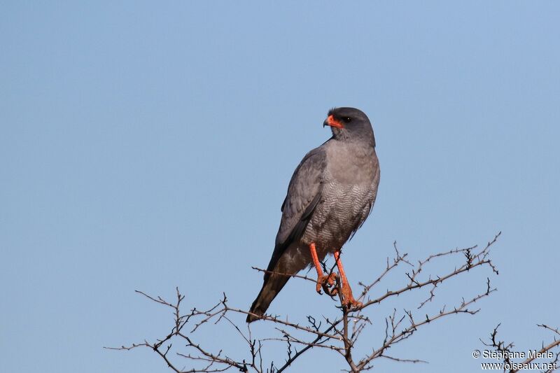 Pale Chanting Goshawkadult