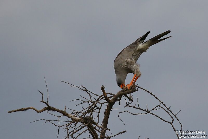 Dark Chanting Goshawk