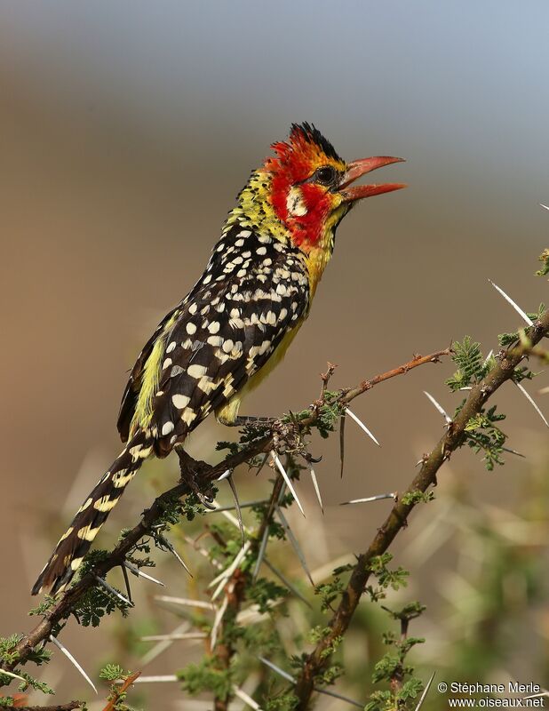 Red-and-yellow Barbet male adult