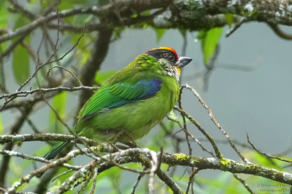 Barbu de Franklinadulte