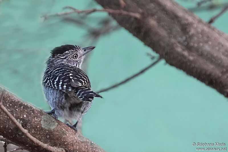 Barred Antshrike male adult