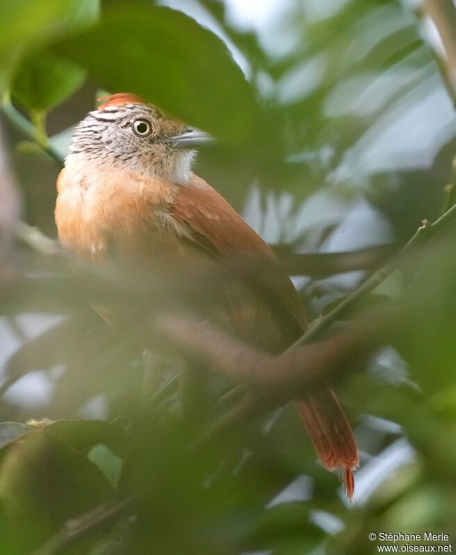 Barred Antshrike female adult