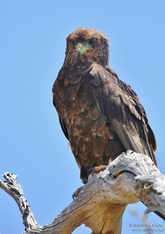 Bateleur des savanesimmature