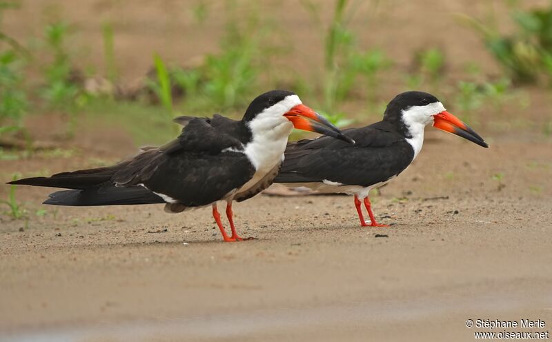 Black Skimmer